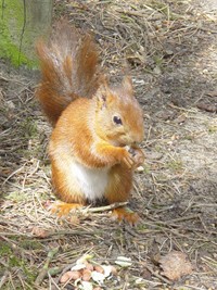 National Red Squirrel Week